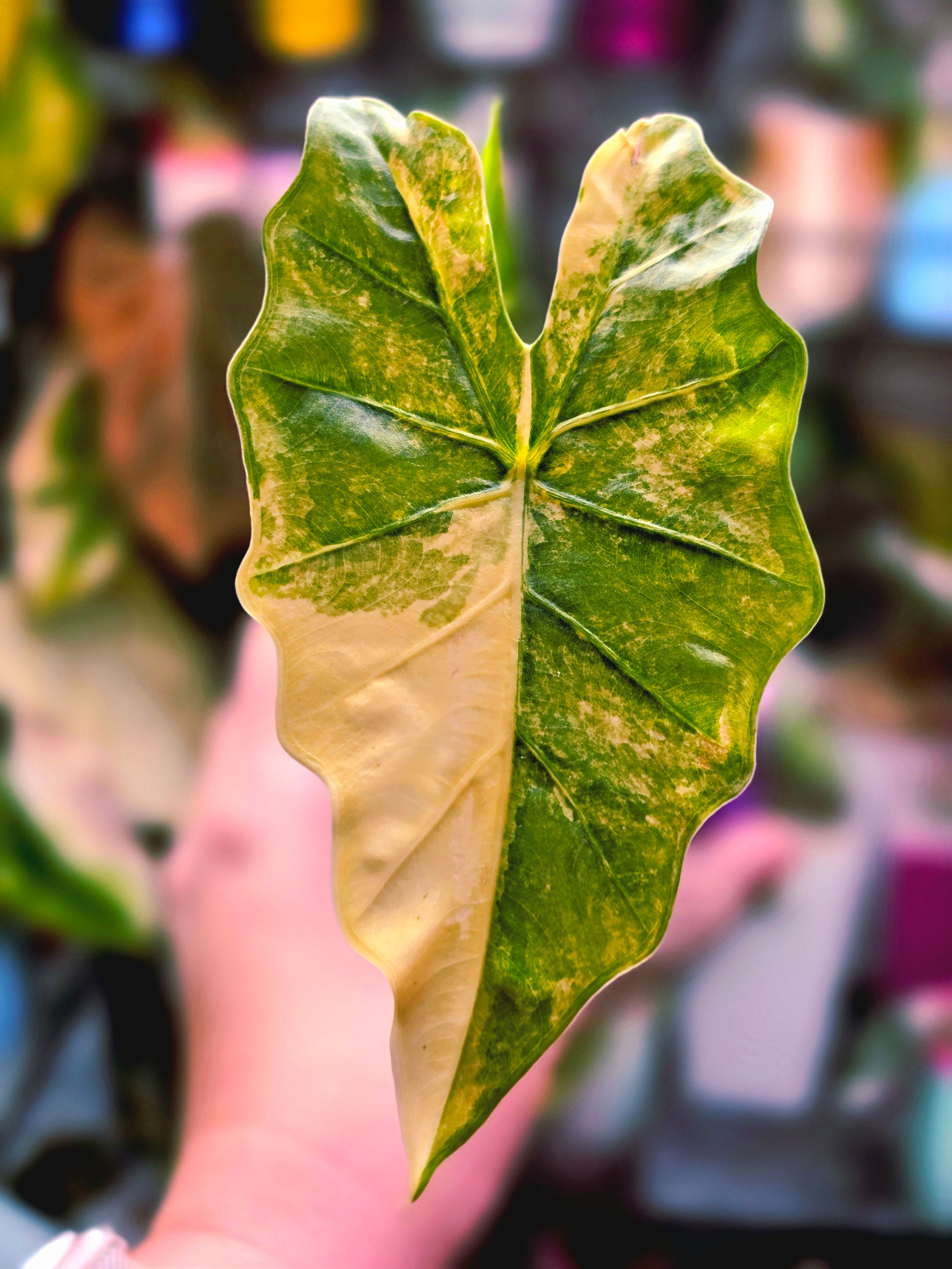 Alocasia Calidora × (Portodora × Alba) | Variegated Hybrid Collector Plant