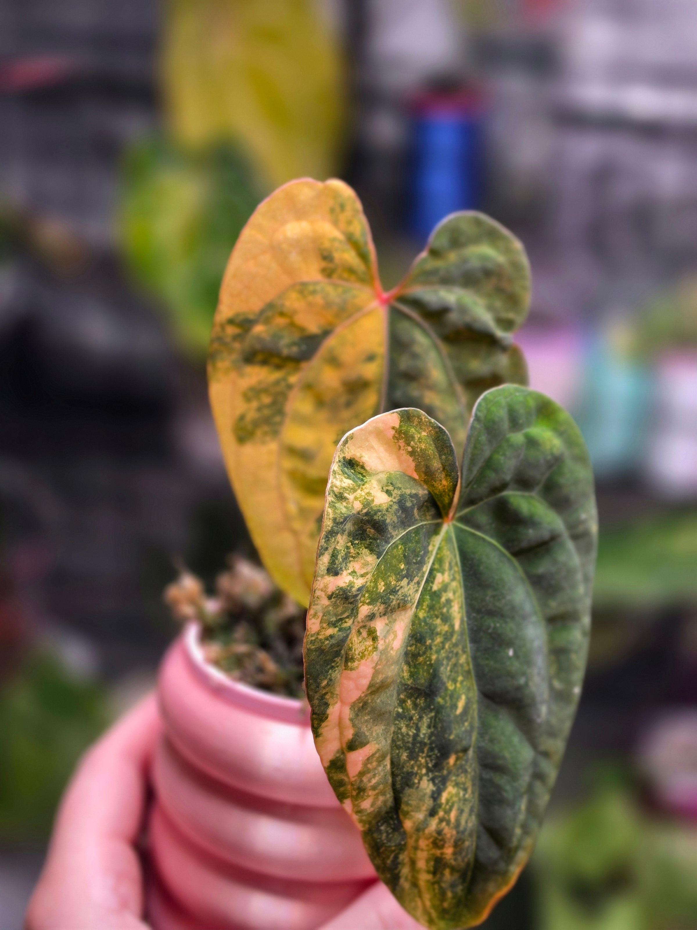 Anthurium Papillilaminum × Red Vein Dark Phoenix | Velvet Collector Hybrid