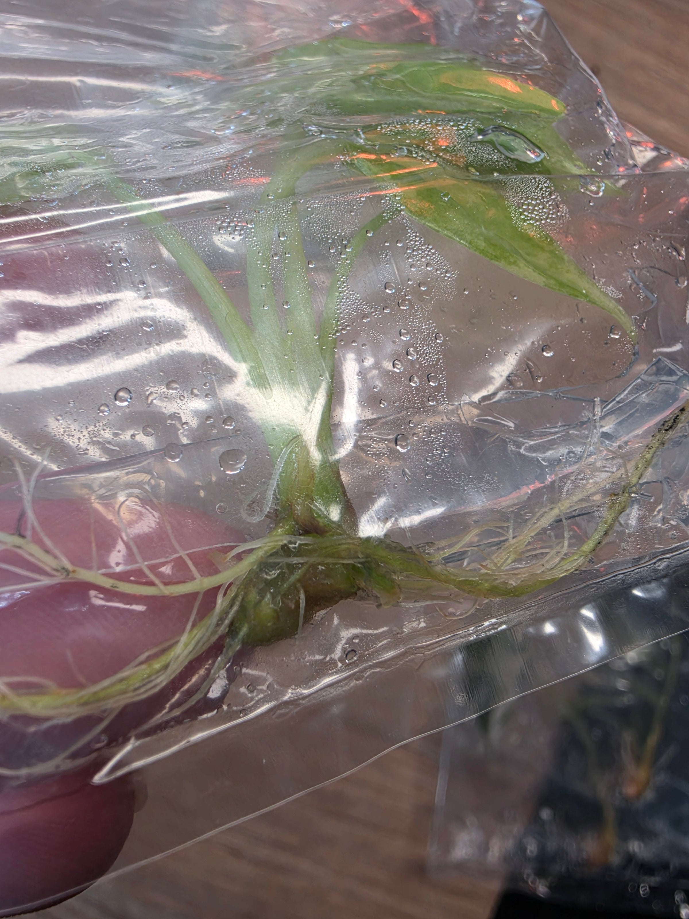 Alocasia Venusta Aurea TC in Bag | Rare Yellow Variegated Alocasia