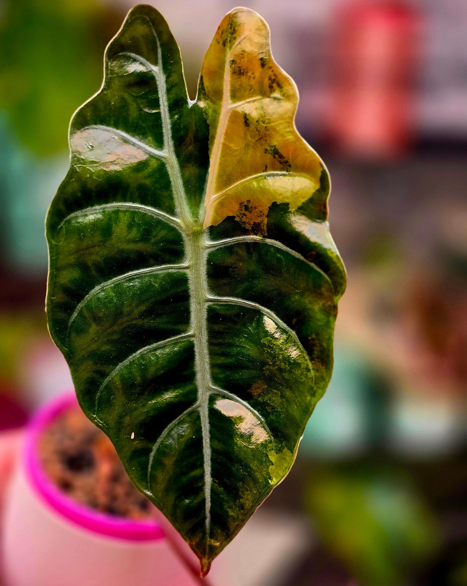 Alocasia Chantrieri Aurea Corm | Rare Yellow Variegated Alocasia