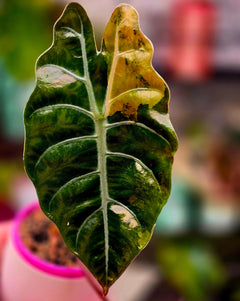 Alocasia Chantrieri Aurea Corm | Rare Yellow Variegated Alocasia