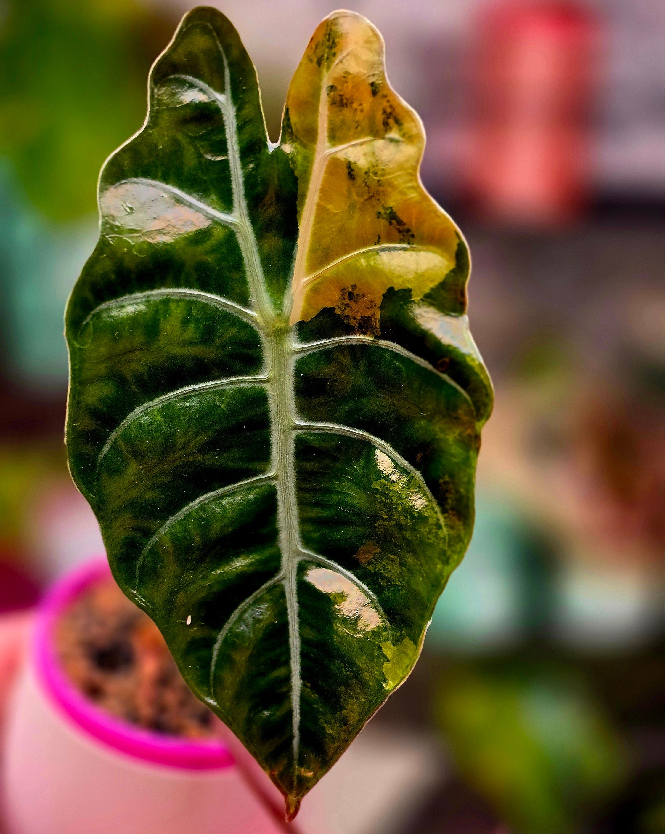 Alocasia Chantrieri Aurea Corm | Rare Yellow Variegated Alocasia