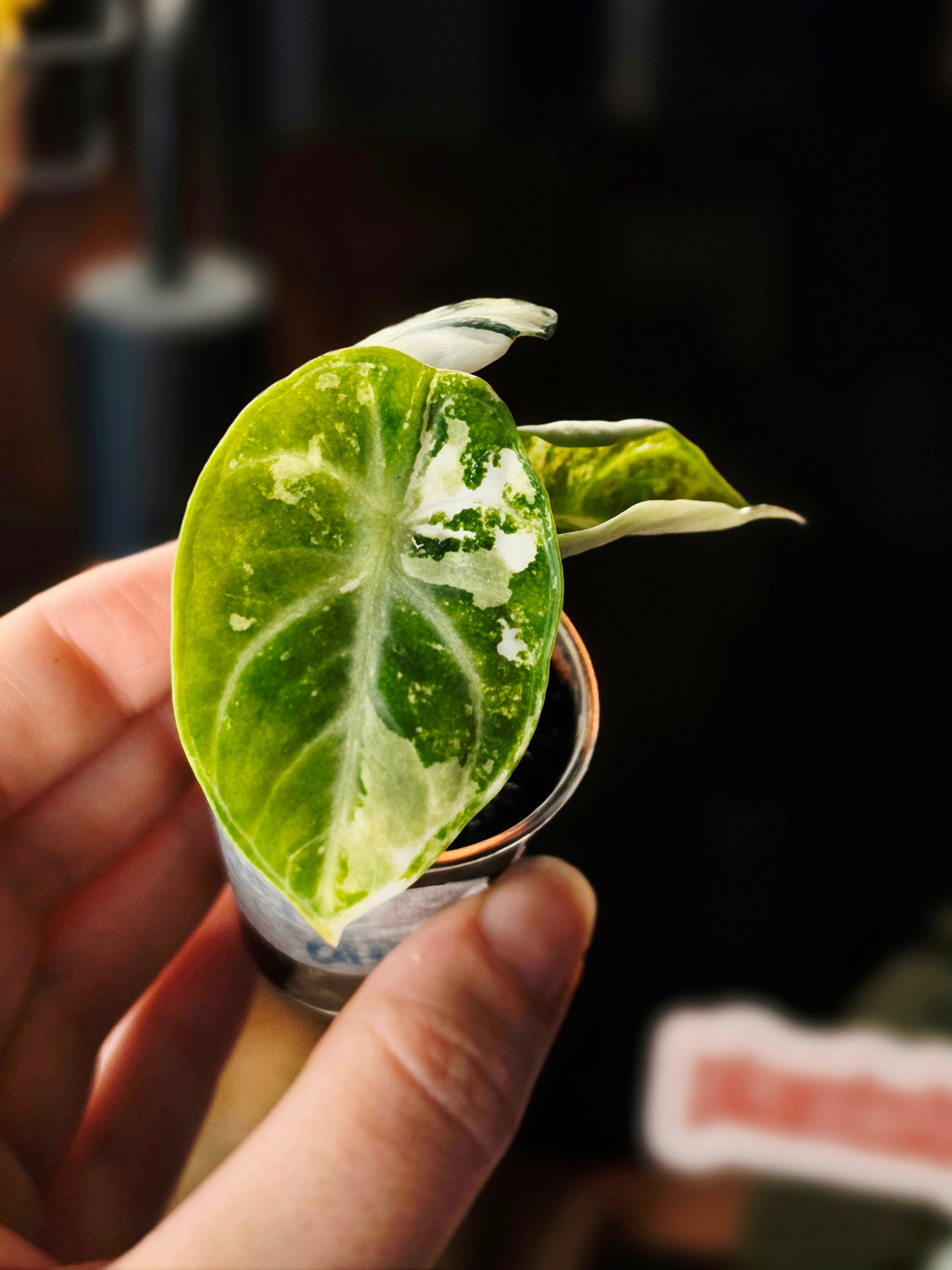 Alocasia Ninja Albo | Variegated Collector Plant