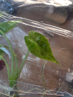 Alocasia Venusta Aurea TC in Bag | Rare Yellow Variegated Alocasia