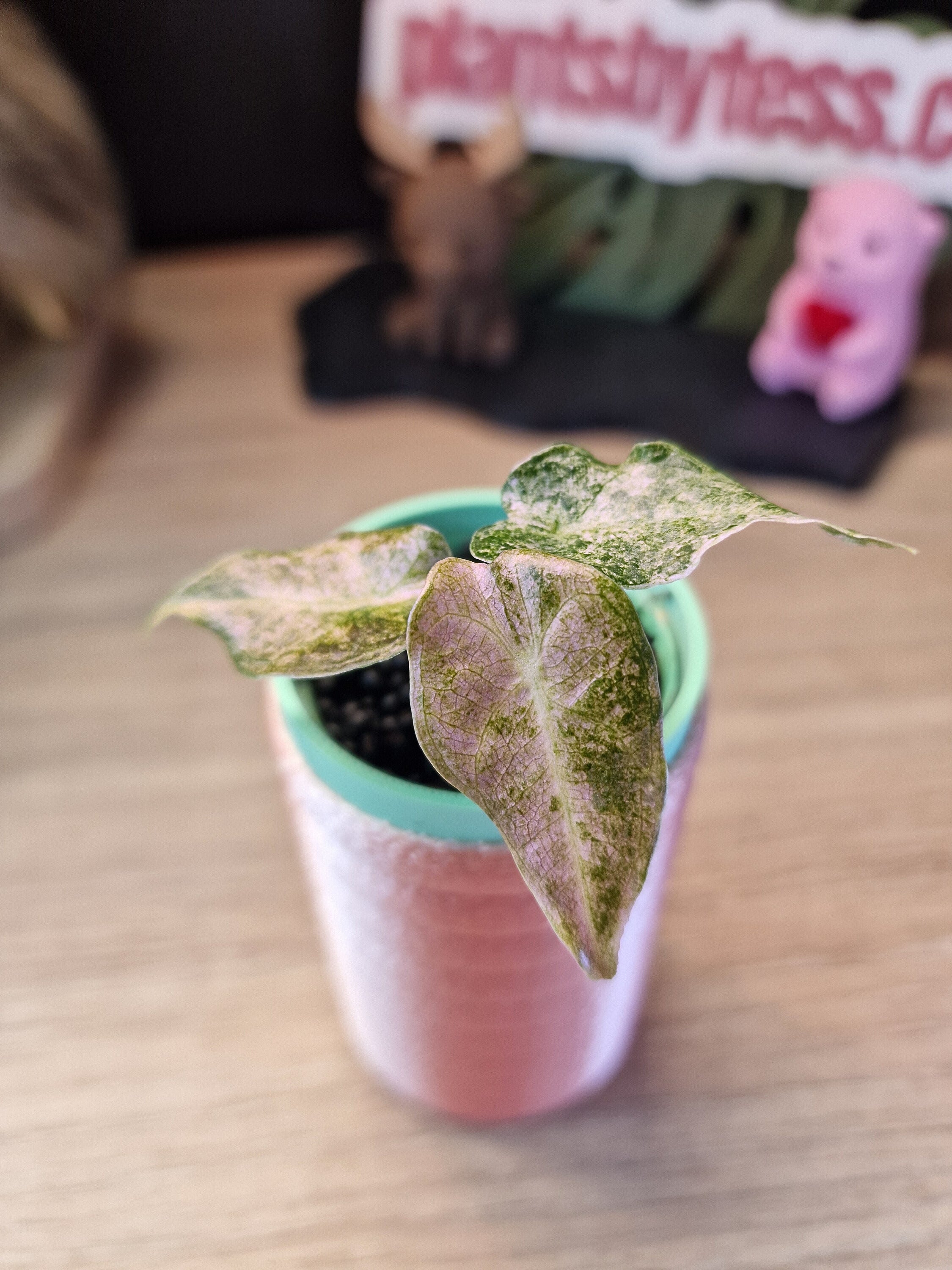 Alocasia Black Satun Stardust #14