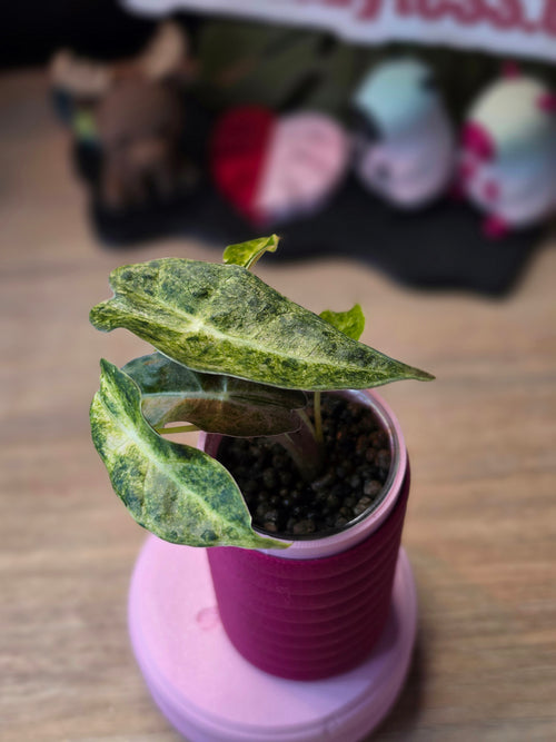 Alocasia Black Satun Stardust #1