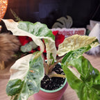 Alocasia Low Rider albo