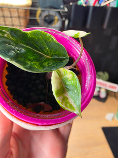 Alocasia Metallic Blue Albo | Rare White Variegated Collector Alocasia
