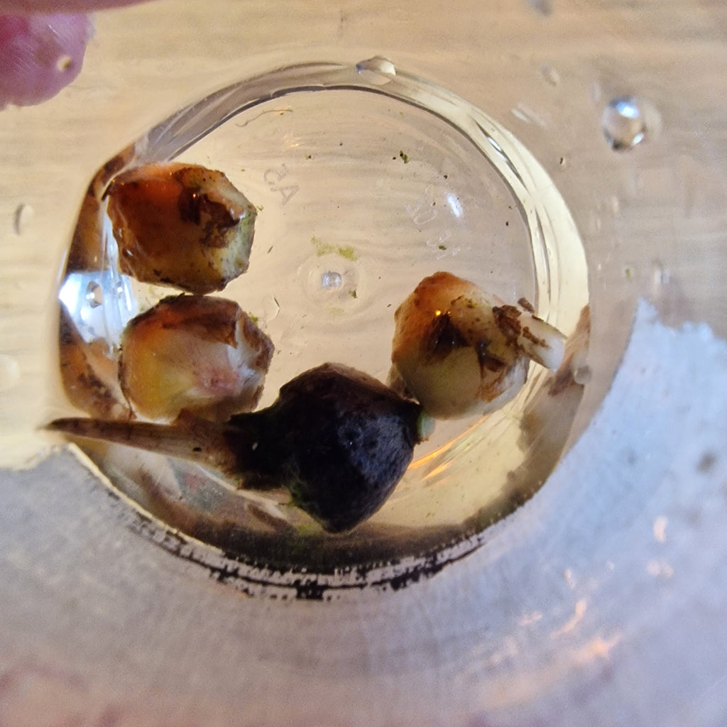 Alocasia Corazon aurea corm