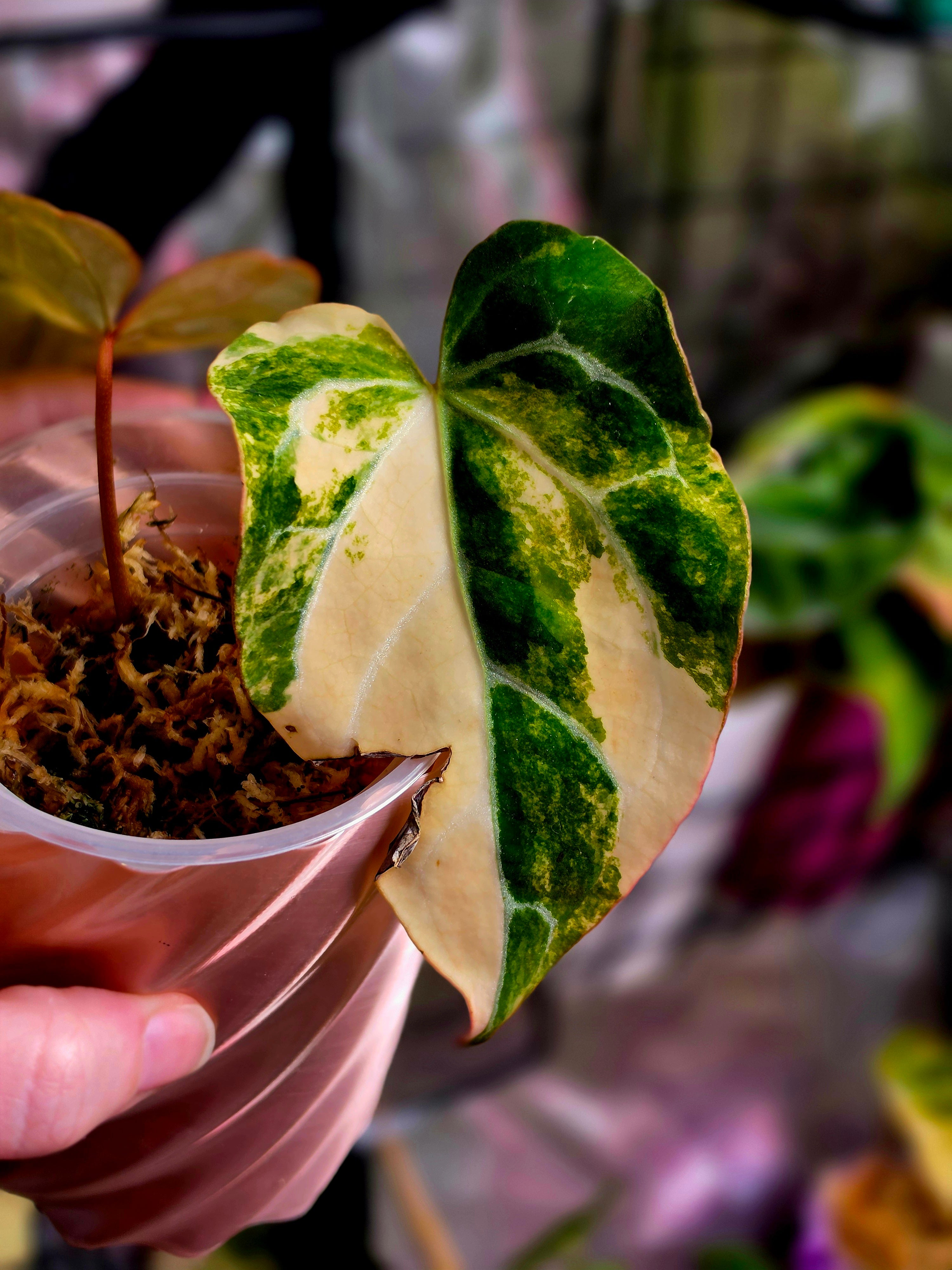 Anthurium (Crystallinum x Angela) x (Forgetii x Crystallinum) Clone | Velvet Collector Hybrid