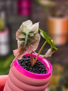 Alocasia Venom Polly Pink | Ultra Rare Pink Variegated Collector Alocasia
