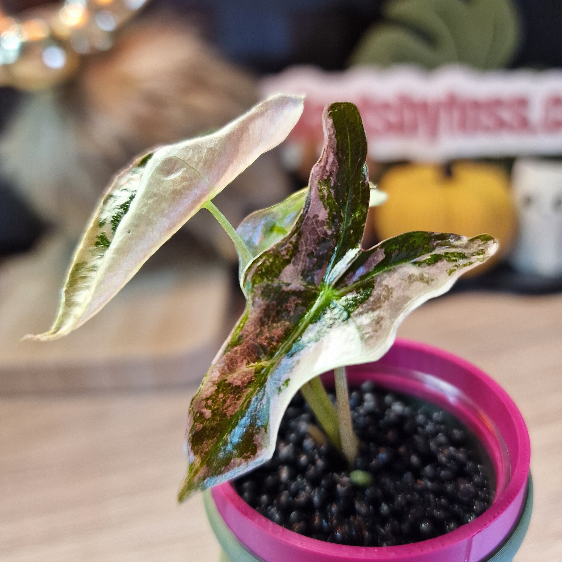 Alocasia Nobilis Pink