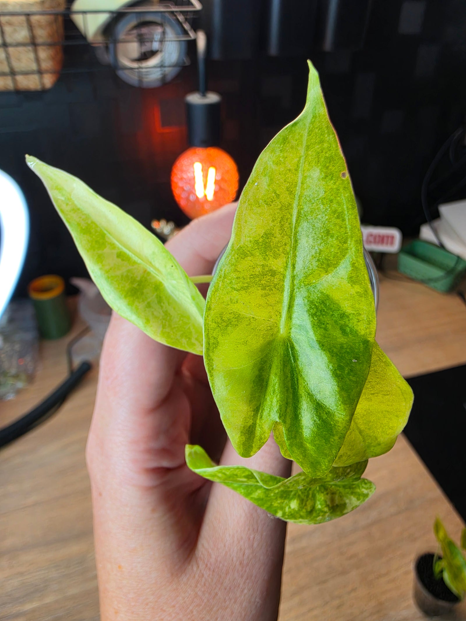 Alocasia Venusta Aurea | Rare Yellow Variegated Collector Alocasia