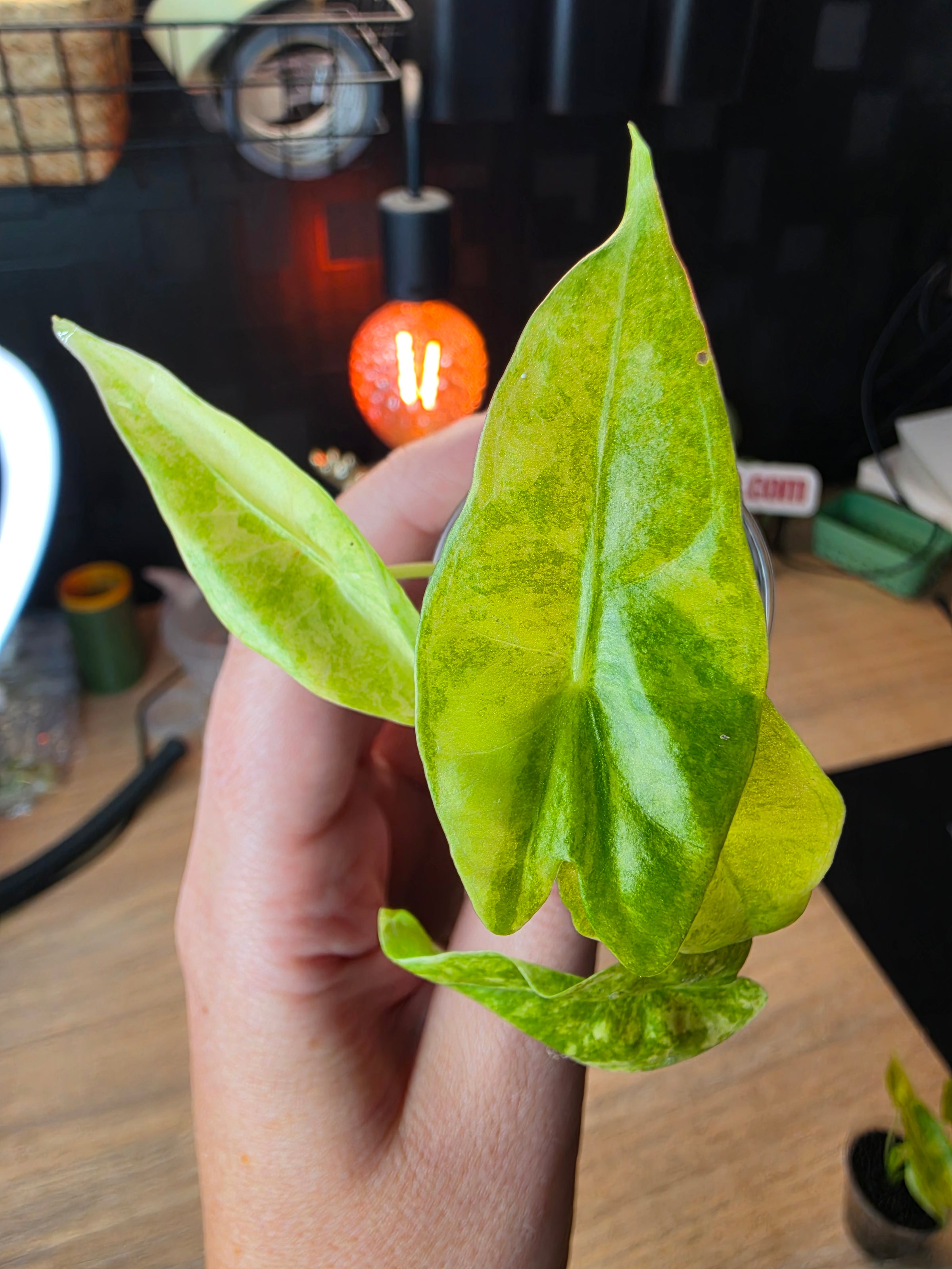 Alocasia Venusta Aurea | Rare Yellow Variegated Collector Alocasia