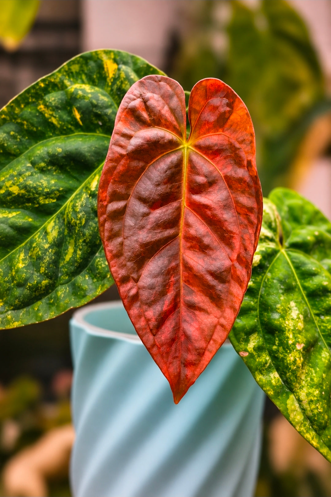 Anthurium (papillilaminum × Night Dragon) × Guna Yala