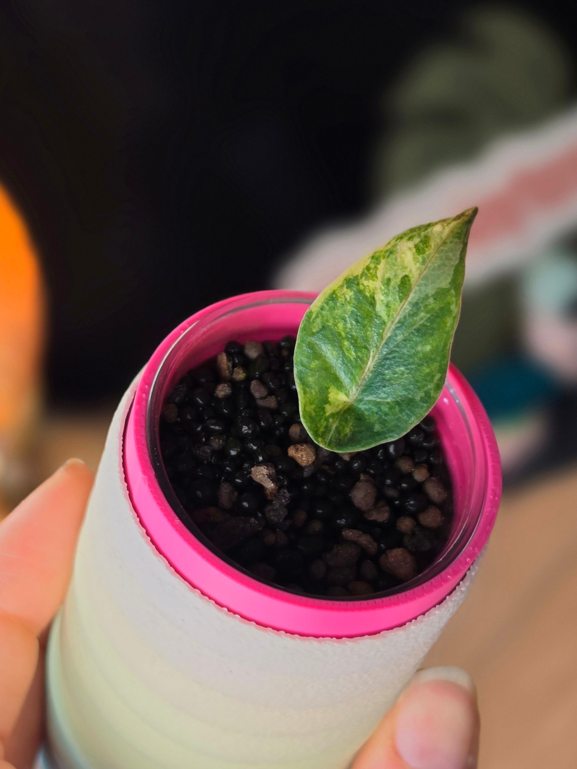 Alocasia Metallic Blue Aurea corm grown baby | Golden Variegated Rare