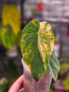 Anthurium Gunayala x Red Vein Dark Phoenix | Rare Velvet Collector Hybrid