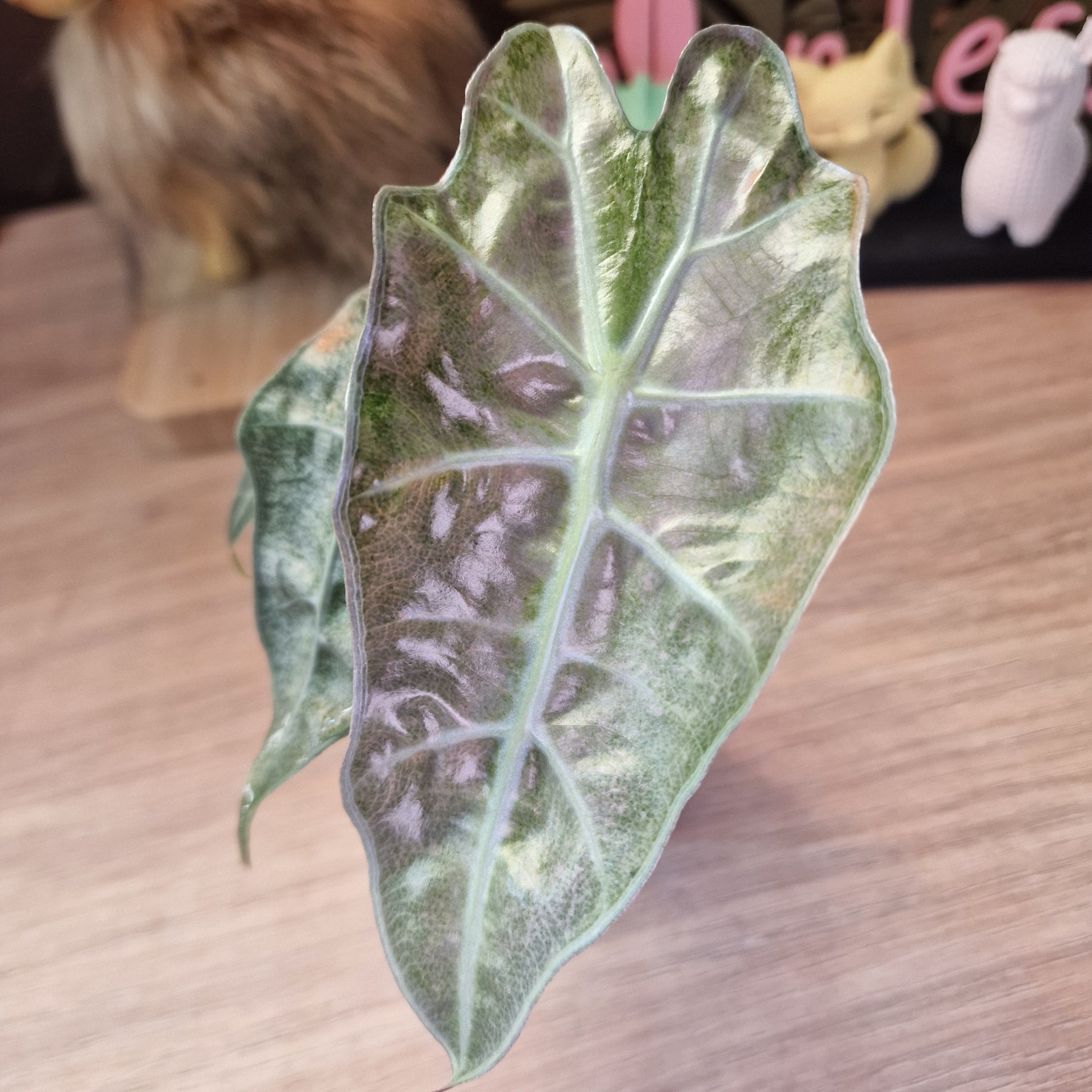 Alocasia Polly Pink Mint