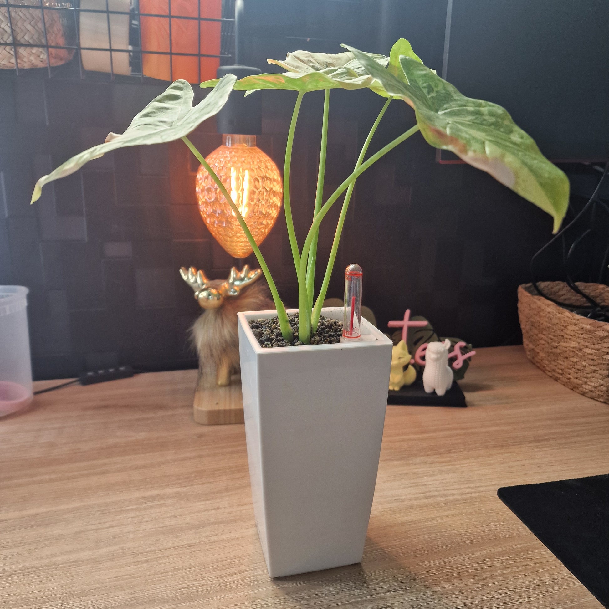 Alocasia Accuminata albo big plant