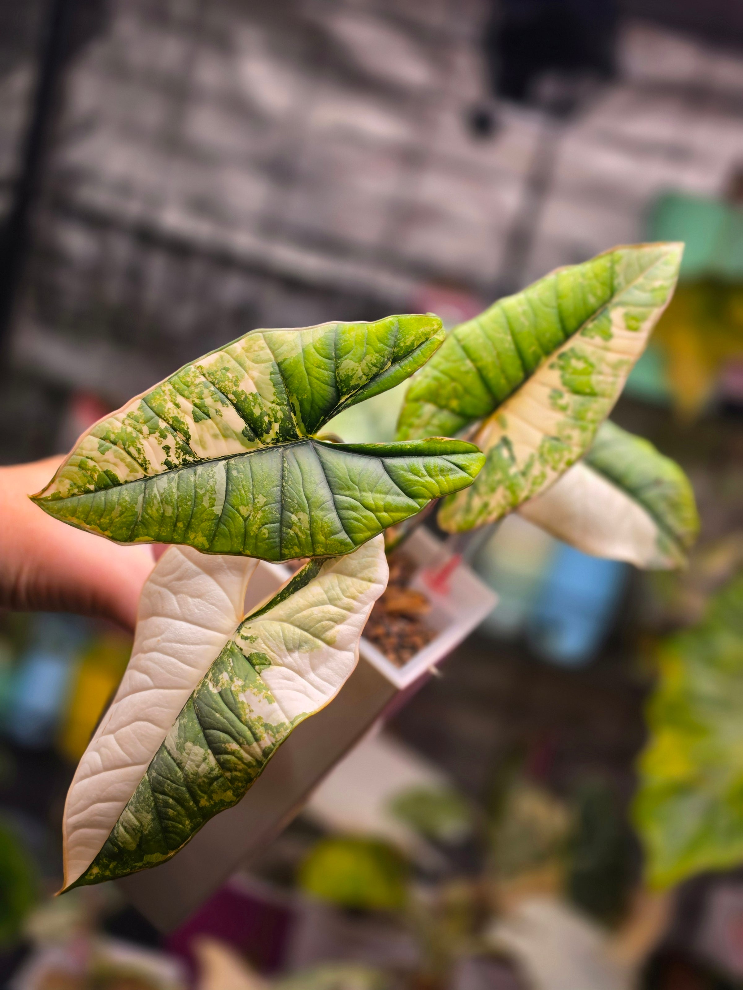 Alocasia Platinum Albo | Corm Grown Variegated Collector Alocasia