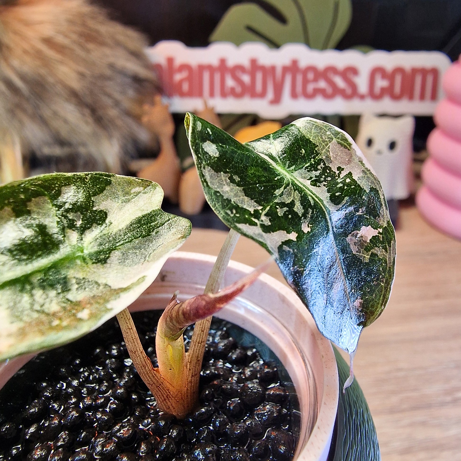 Alocasia Polly Pink snowflake ❄️