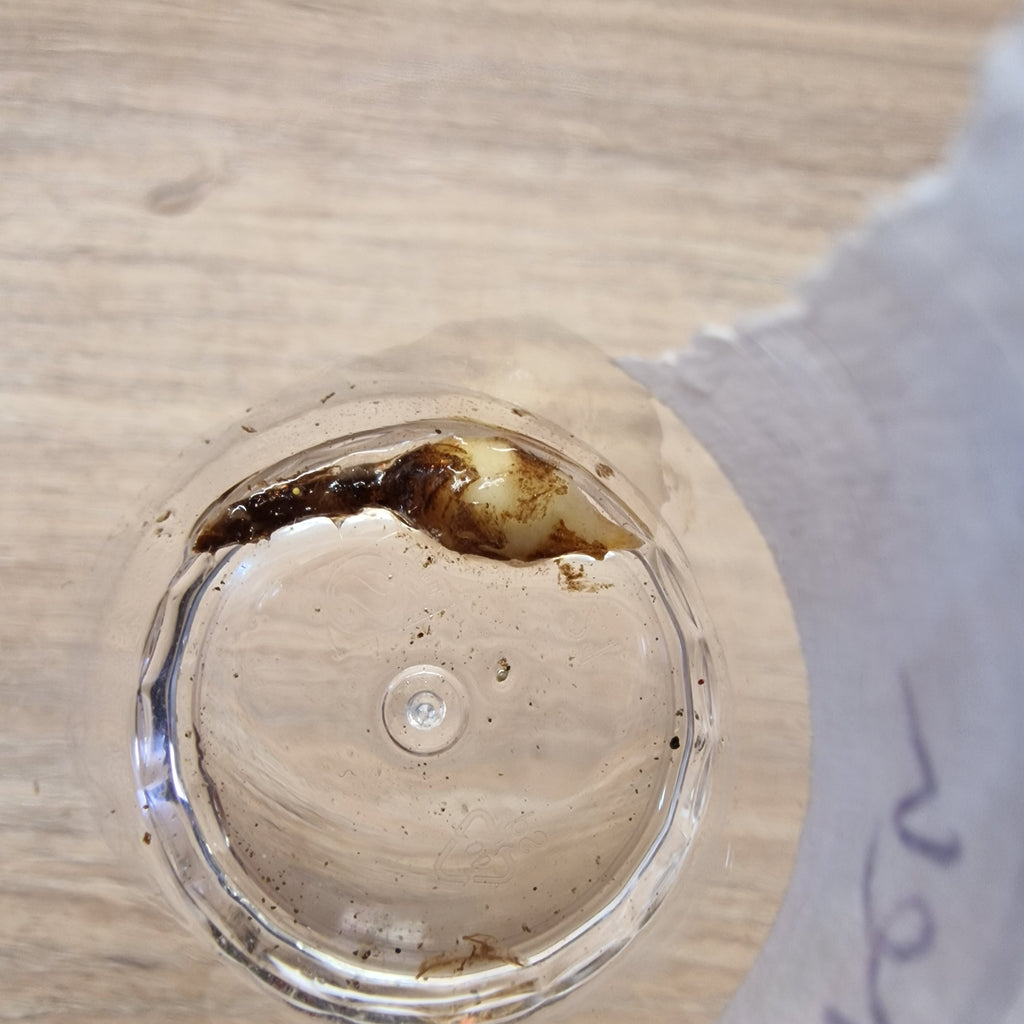 Alocasia Sinuata aurea corm