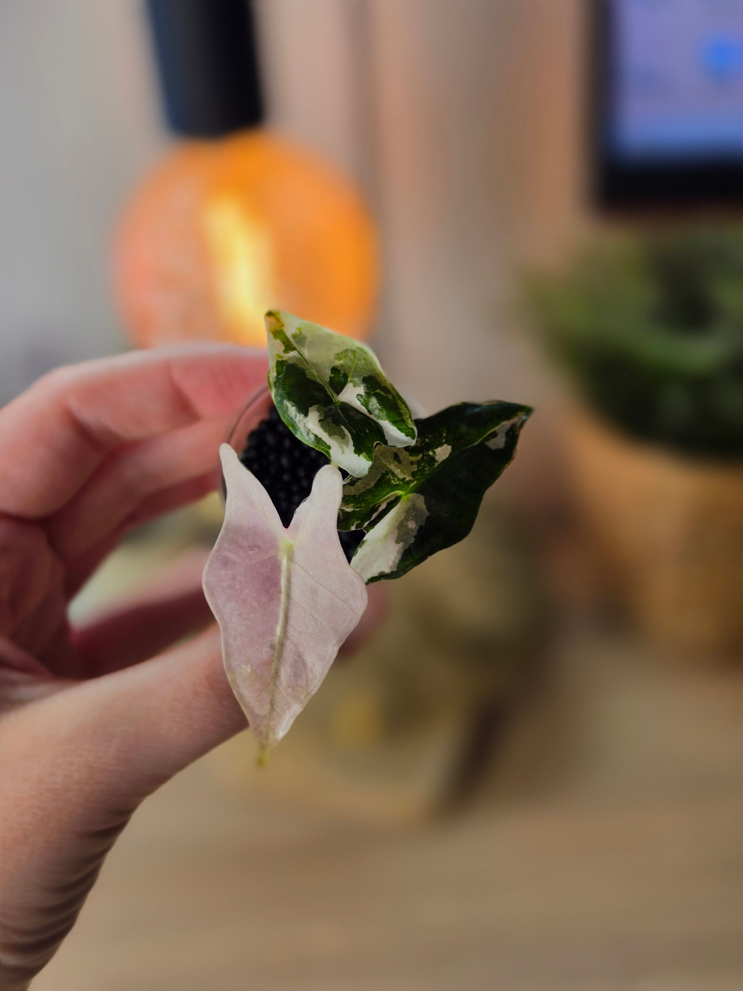 Alocasia Nobilis Pink #4 | Pink Variegated Collector Alocasia
