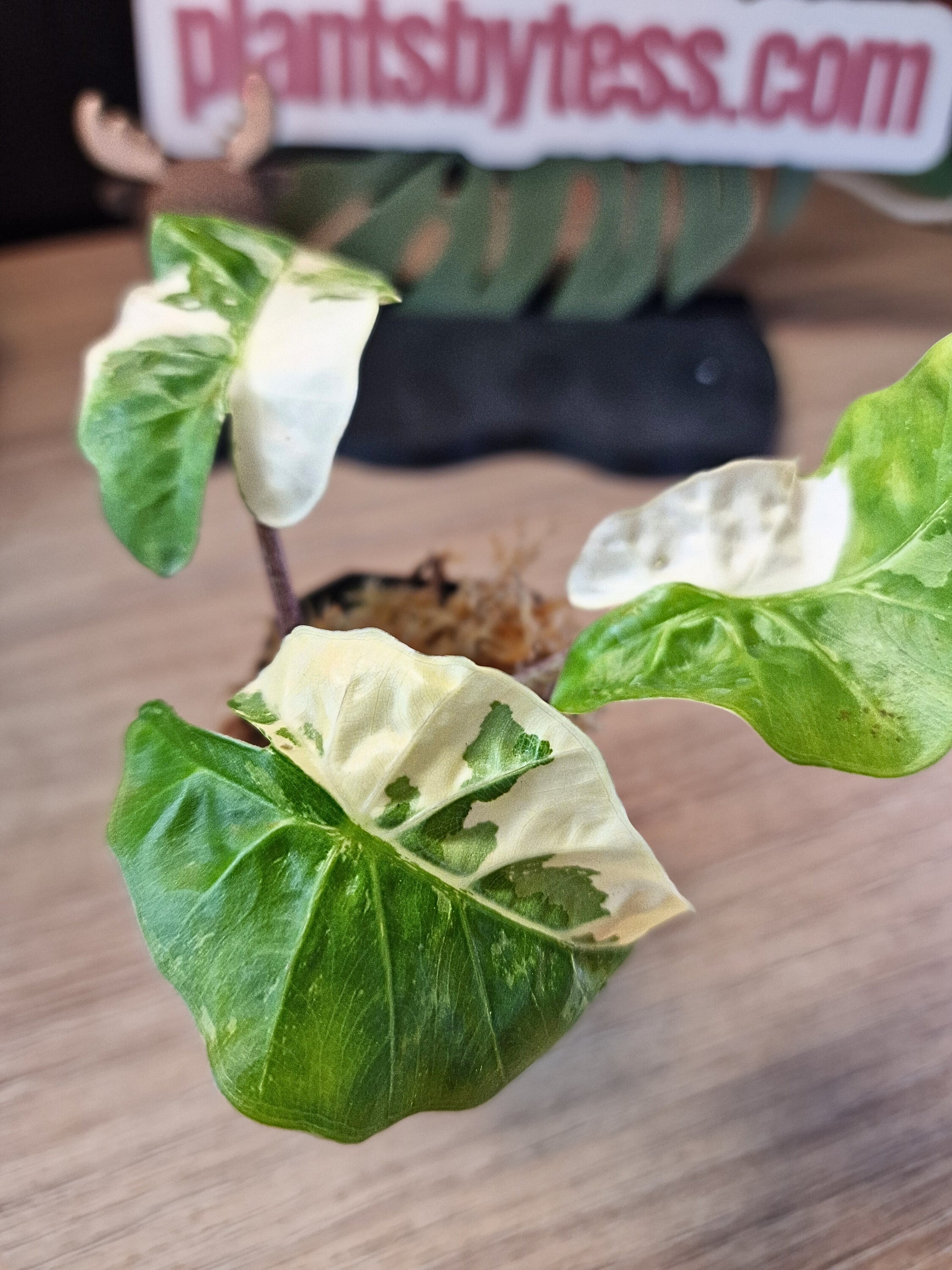 Alocasia Low Rider albo #1