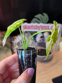 Alocasia Accuminata Albo | Rare White Variegated Collector Alocasia