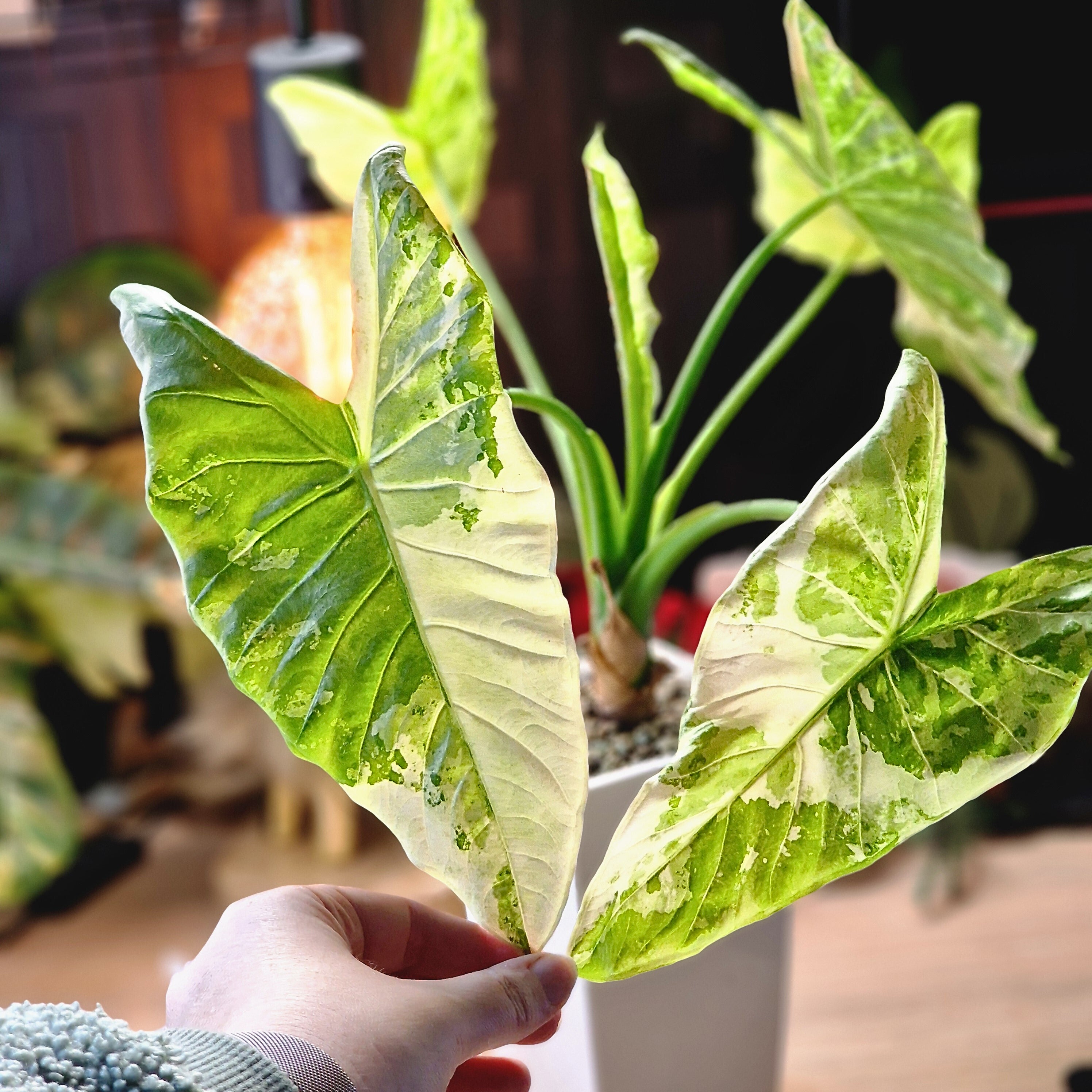 アロカシア アズラニー アルボ②│Alocasia azlanii albo アロカシア アズラニー アルボ│Alocasia azlanii albo│観葉植物