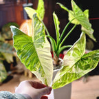 Alocasia Accuminata albo corm