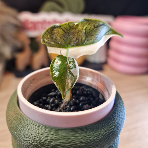 Alocasia Azlanii albo/pink