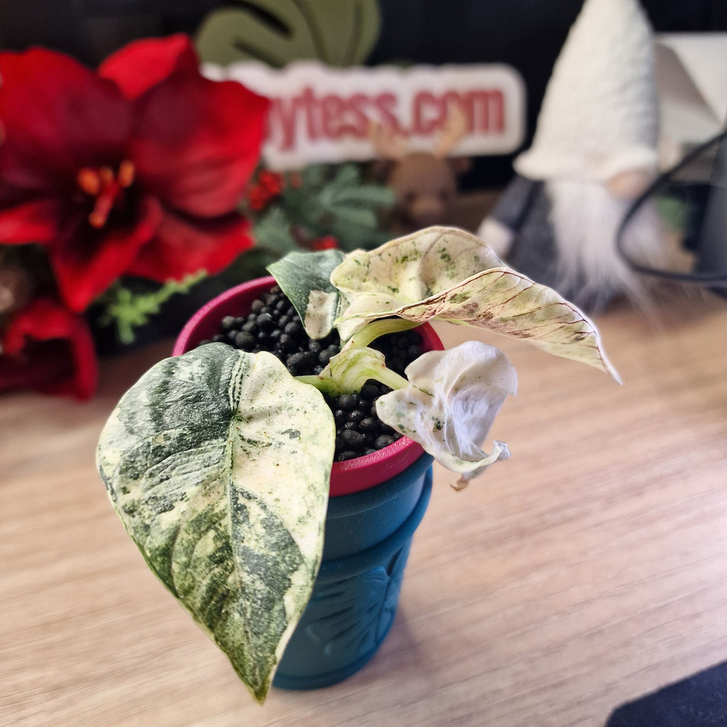 Alocasia Reginae albo/pink