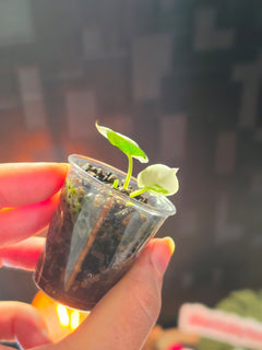 Alocasia Reginae Albo Variegated | Rare Collector Alocasia Plant