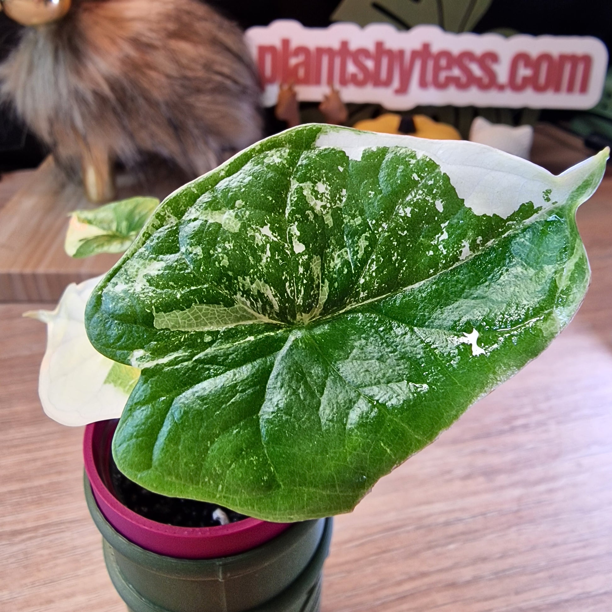 Alocasia Dragon Scale albo