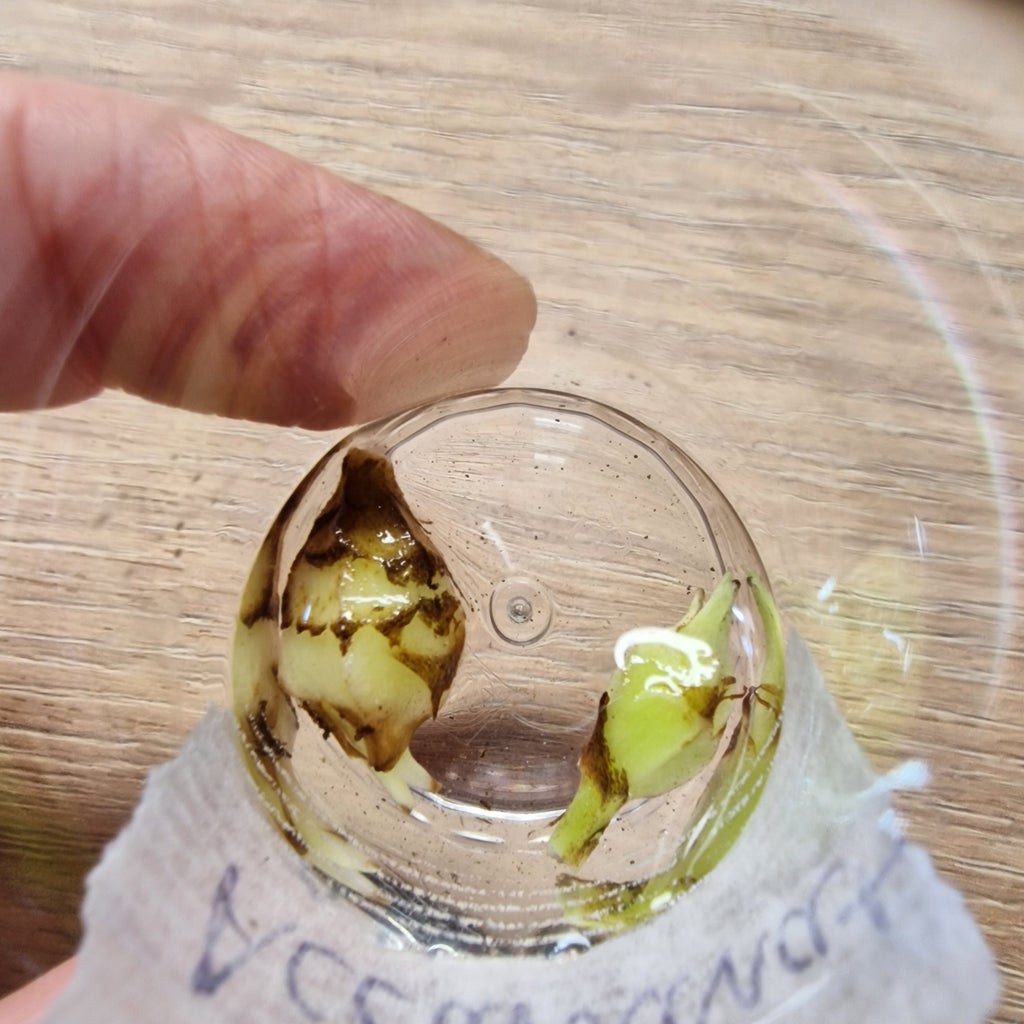 Alocasia Accuminata albo corm