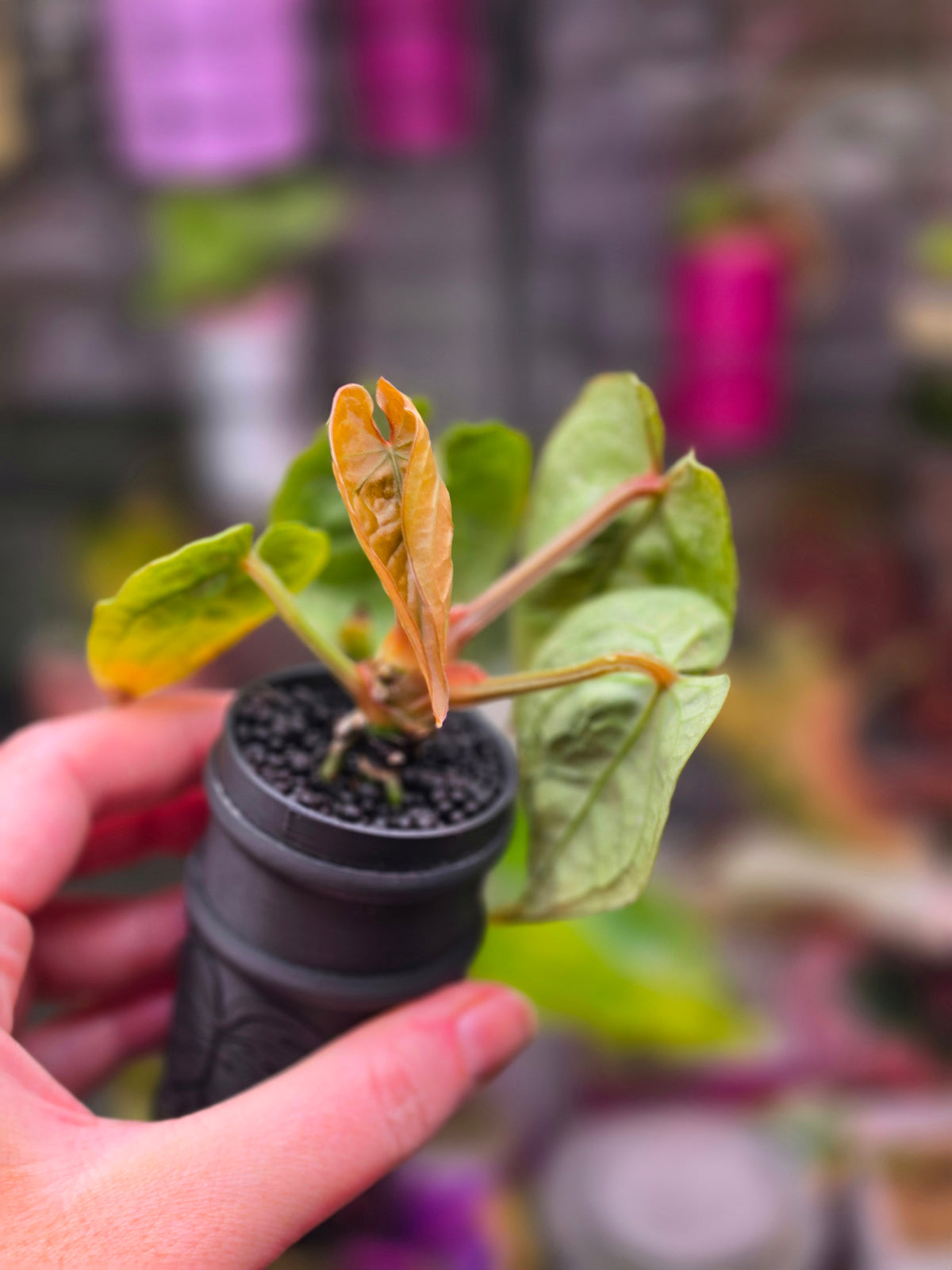 Anthurium forgetii × luxurians