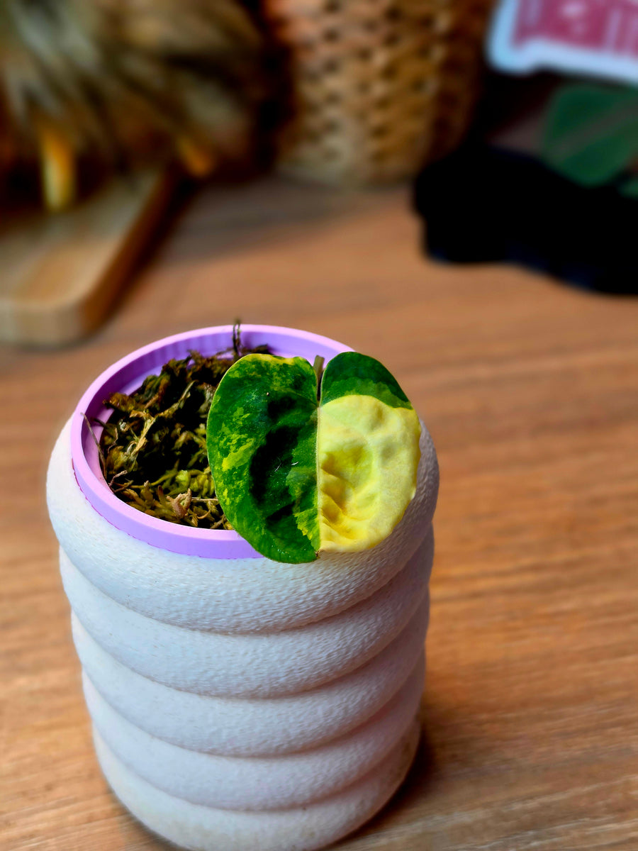 Anthurium (Carlablackiae × Papillilaminum) × Ace of Spades | High Variegated Clone of Orion