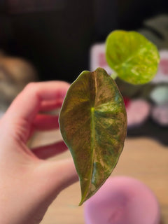 Alocasia Calidora × Pink Dragon × Longiloba | Pink Variegated Hybrid Collector Plant #3