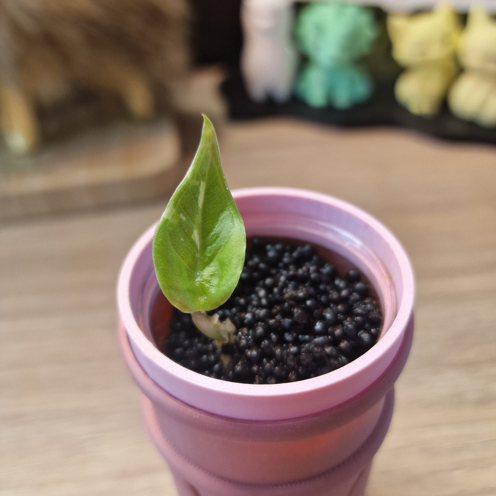 Alocasia Maharani albo