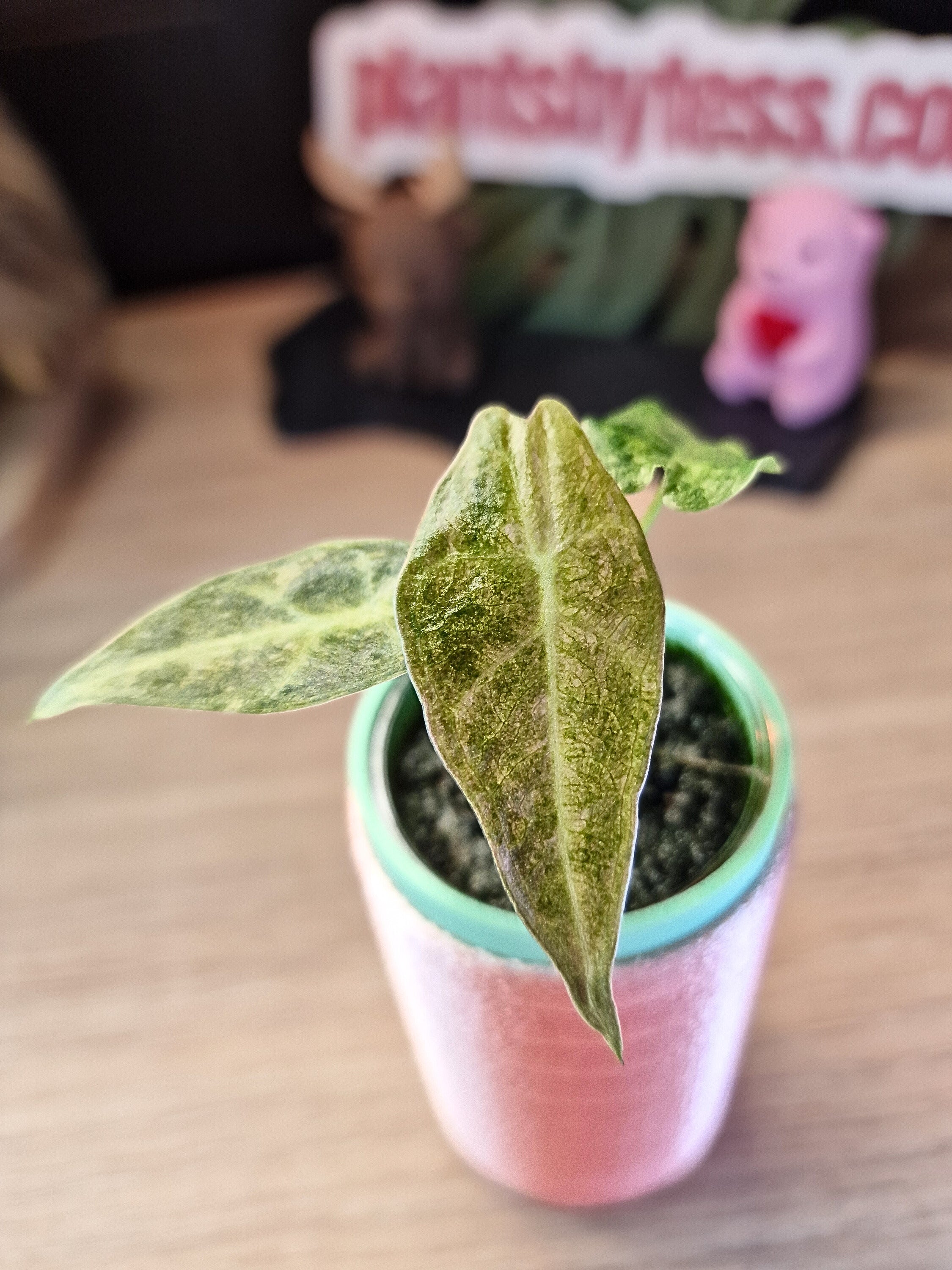 Alocasia Black Satun Stardust #15