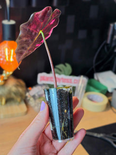 Alocasia Polly Pink Snowflake | Pink Variegated Collector Plant #2
