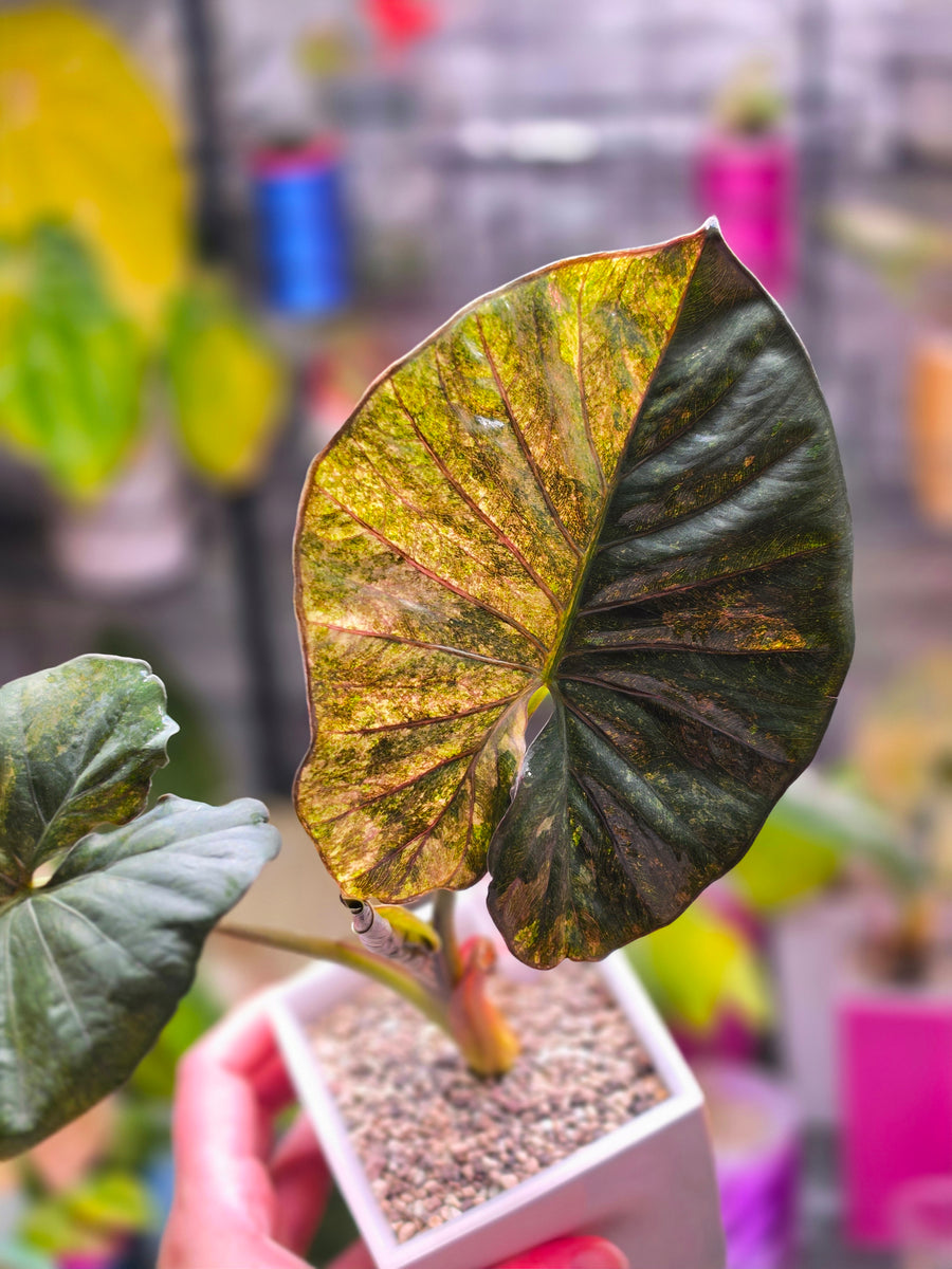 Alocasia Serendipity Gold Variegated | Rare Mature Collector Alocasia Plant