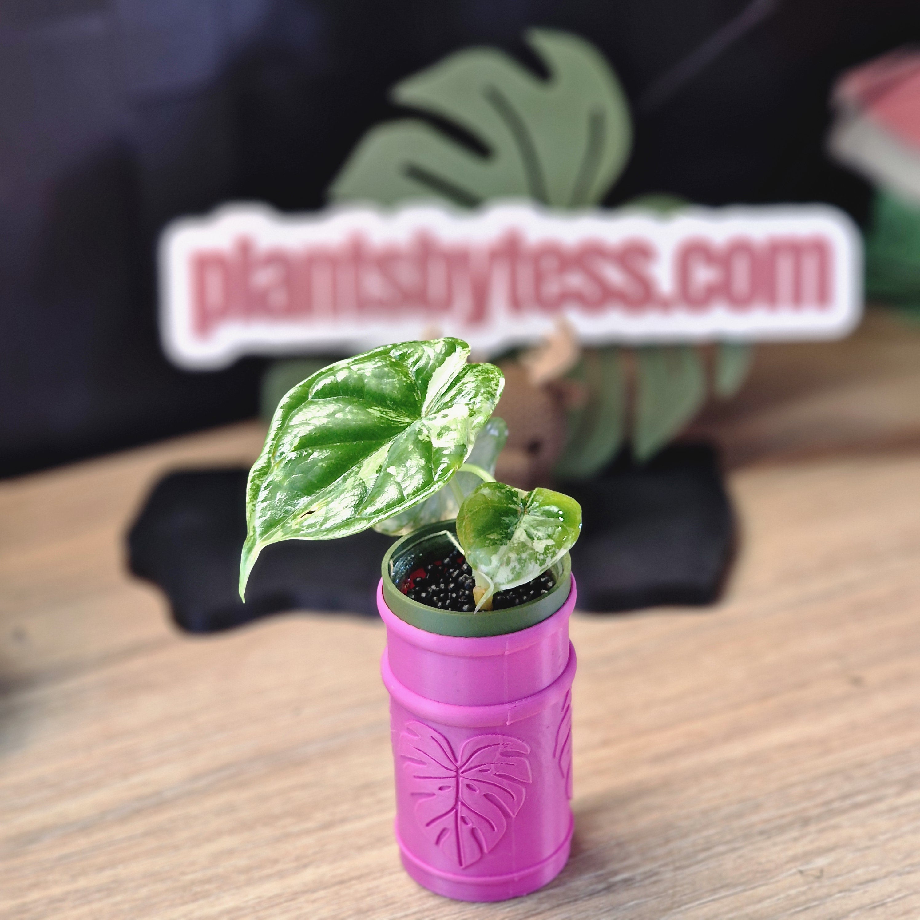 Alocasia Dragon Scale albo #6