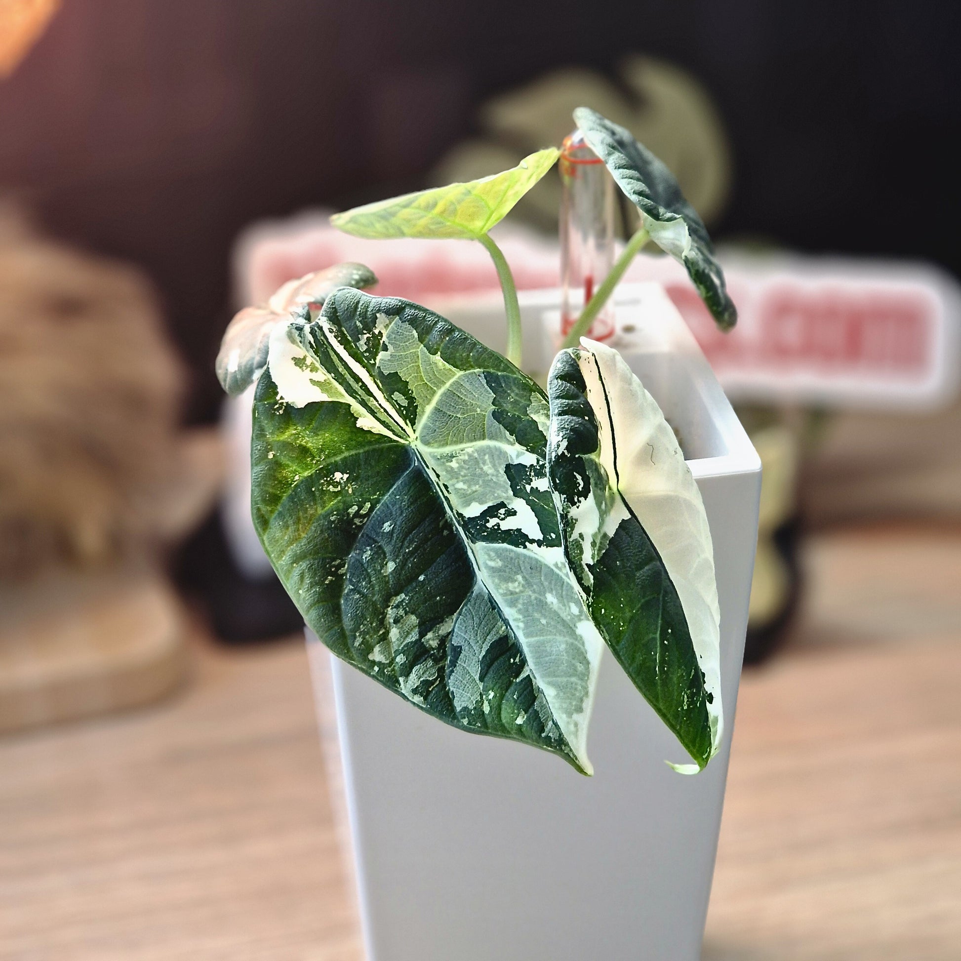 Alocasia Maharani albo