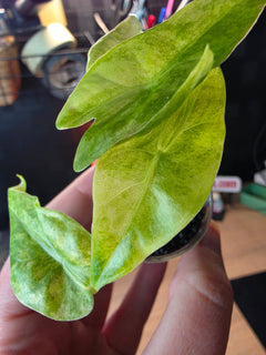 Alocasia Venusta Aurea | Rare Yellow Variegated Collector Alocasia
