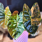 Alocasia Golden Bone aurea corm