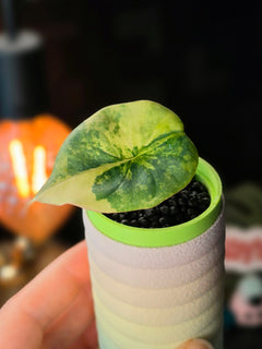 Alocasia Nebula Aurea | Golden Variegated Rare Plant #2