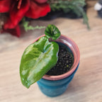 Alocasia Corazon aurea baby