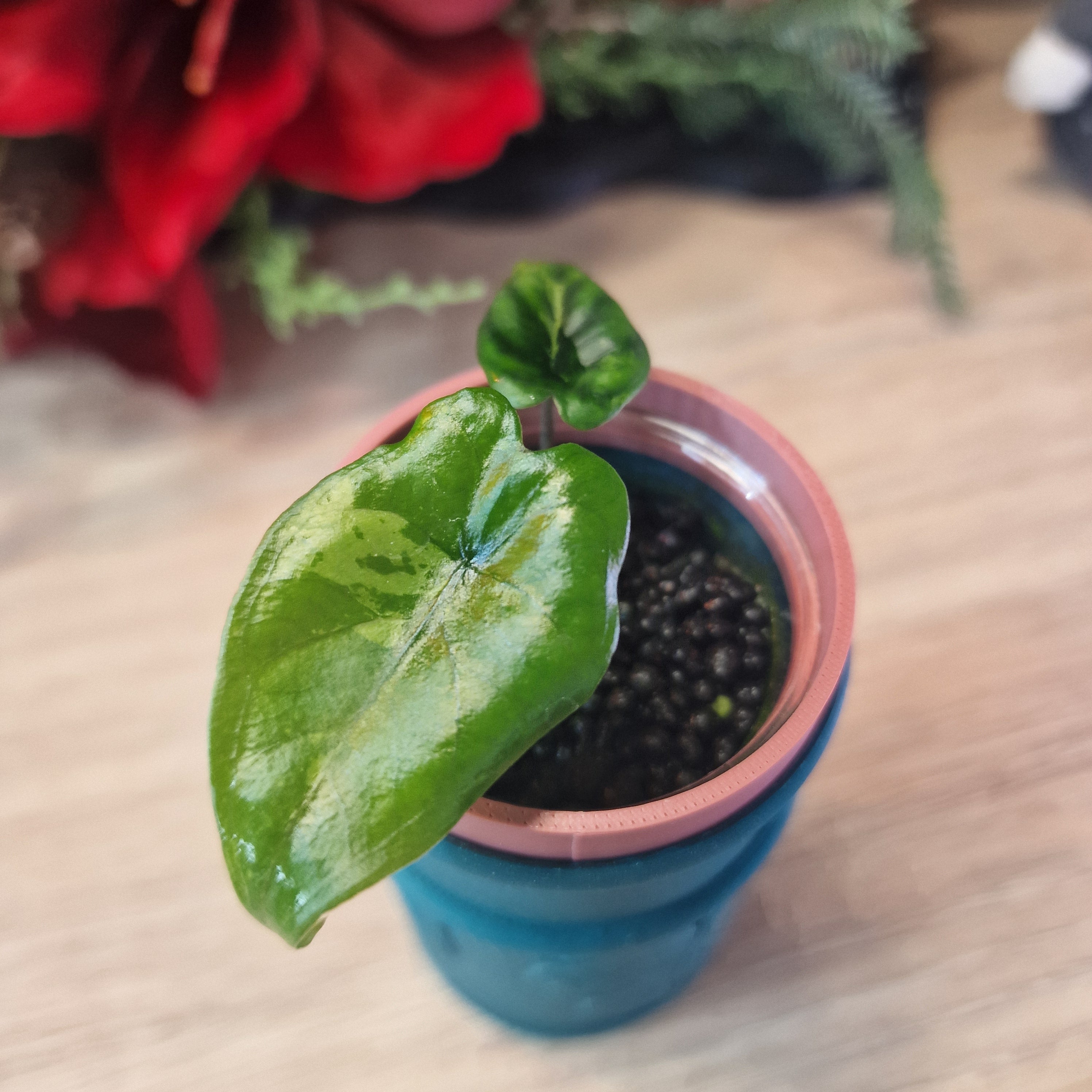 Alocasia Corazon aurea baby